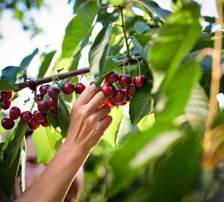 7 Impressive Health Benefits of Cherries – Healthline