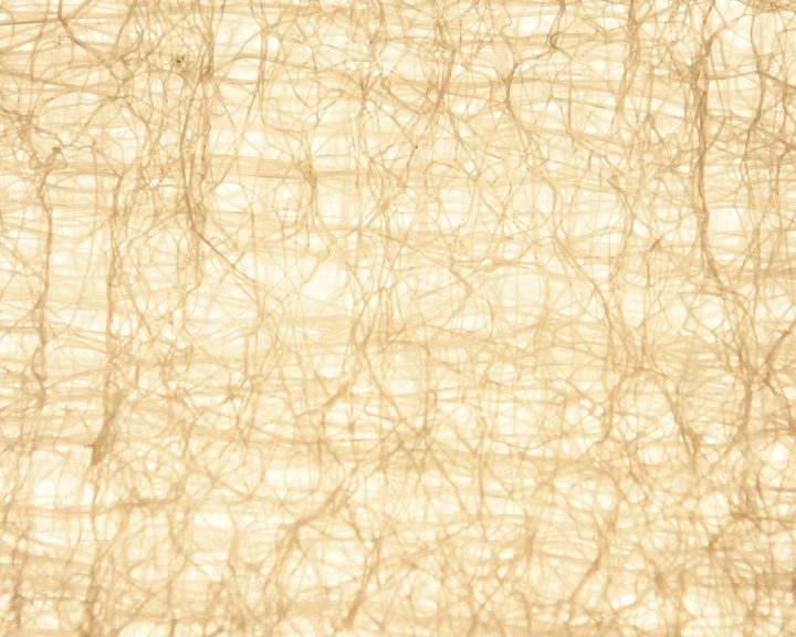 A Revolution in Regenerative Medicine — Led by NC State – NC State News