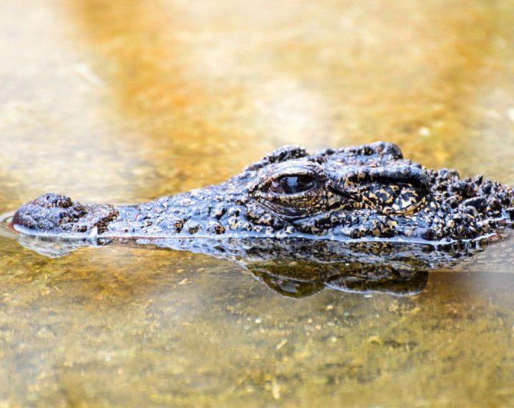 Ancient crocodiles were vegan, new research suggests – Salon