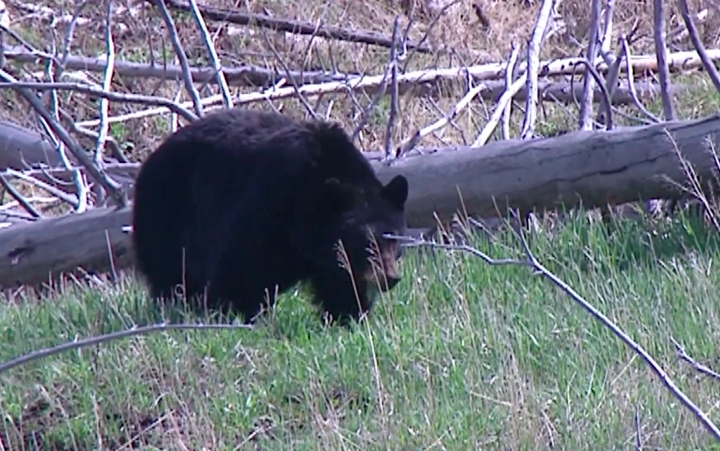 Black bear euthanized near Lake McDonald Lodge in Glacier National Park – KRTV Great Falls News
