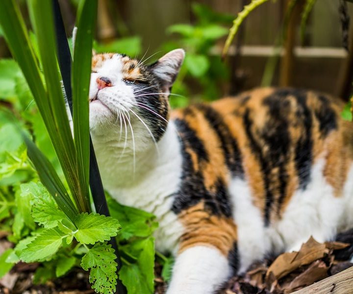 Cat-Friendly Plants For Your Feline Friend – Cole & Marmalade