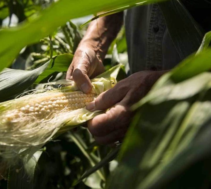 Corn Silk: Uses, Benefits, and Dosage – Healthline