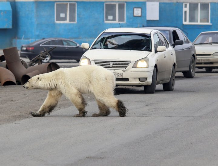 Emaciated Polar Bear Wanders Into a Siberian City – The New York Times