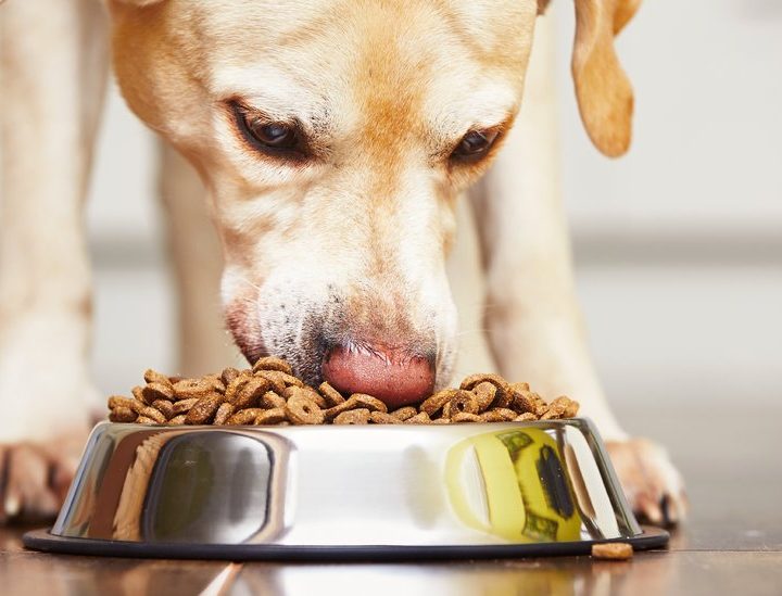 F.D.A. Names 16 Brands of Dog Food That May Be Linked to Canine Heart Disease – The New York Times
