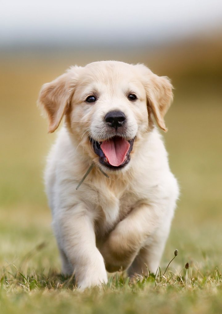 FDA investigates possible link between certain pet foods and heart disease in dogs – CNBC