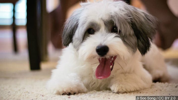 FDA investigating possible link between some dog foods and canine heart disease – kwwl.com