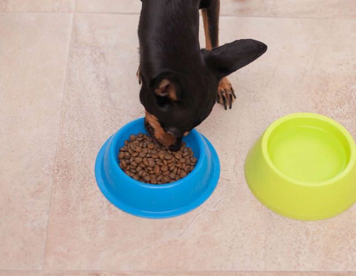 FDA warns certain dry dog foods may be linked to canine heart disease – ABC News