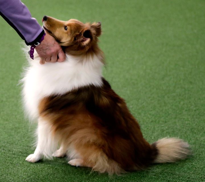 Here are the most pet-friendly companies in Massachusetts and beyond for 2019 – MassLive.com