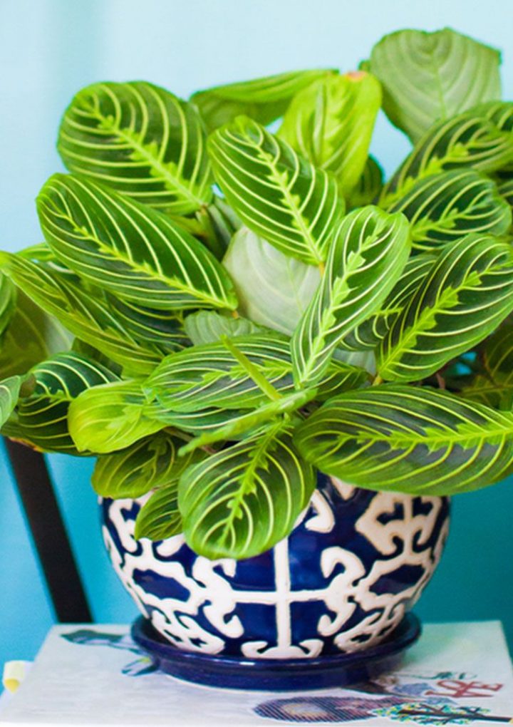 How Being A Plant Lady Improves Your Mental Health – Refinery29