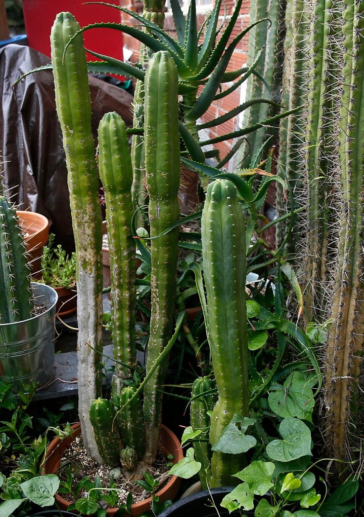 Oakland decriminalizes shrooms and other natural psychedelics – San Francisco Chronicle