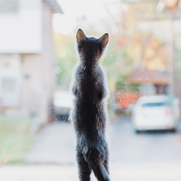 Pet-ownership is booming across the world – The Economist