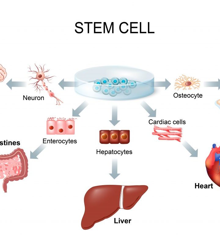 The next frontier in health care: regenerative medicine – The Park Record