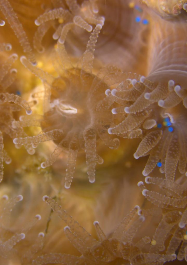These corals choose to eat plastic over food – National Geographic