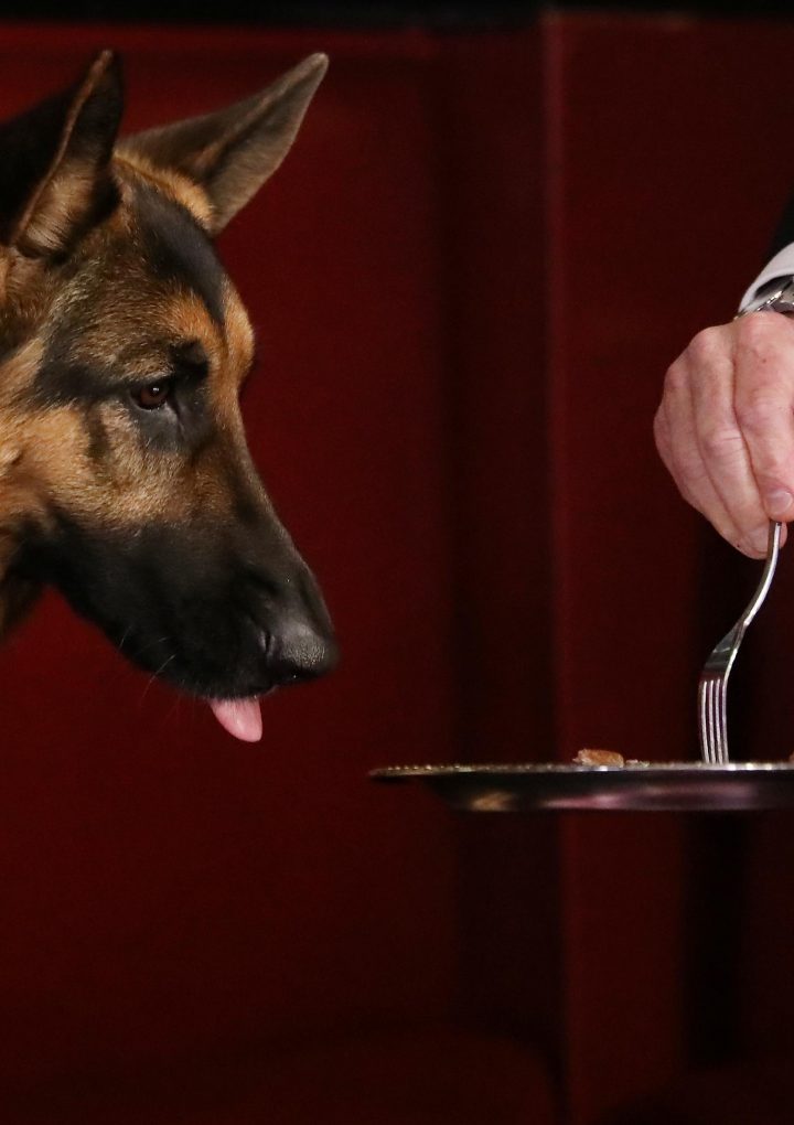 Vegan pet food might save the planet – Quartz