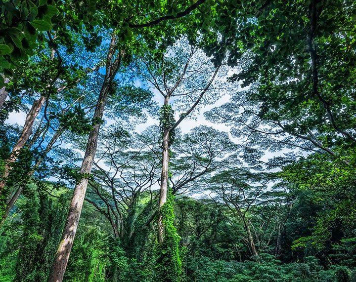 World’s largest plant survey reveals alarming extinction rate – Nature.com