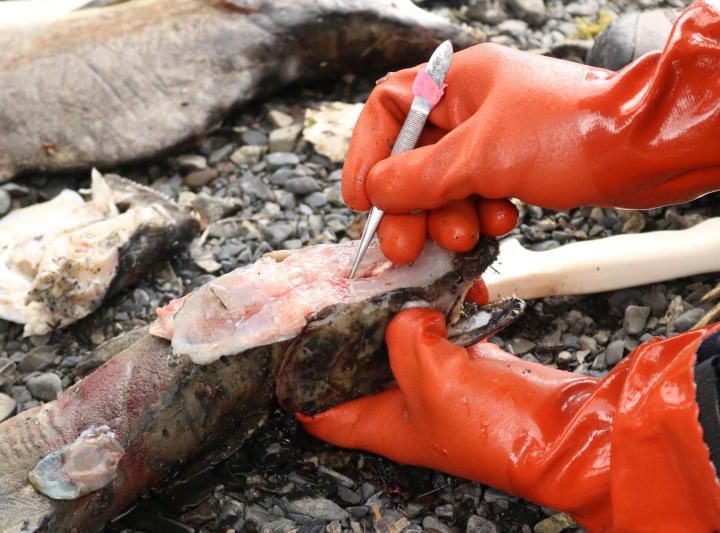 ADF&G releases second round of results from hatchery-wild fish study – KBBI