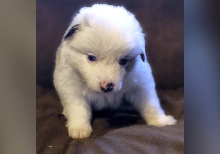 Arcadia Farmers Market offers produce, as well as child-size critters – Oklahoman.com