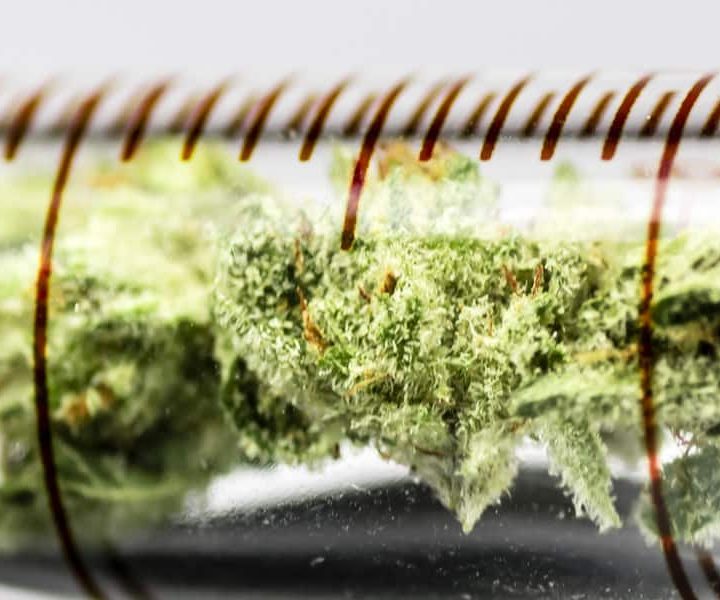 Canadian Researchers Unlock Pain Relief Secrets of Cannabis – Grizzle