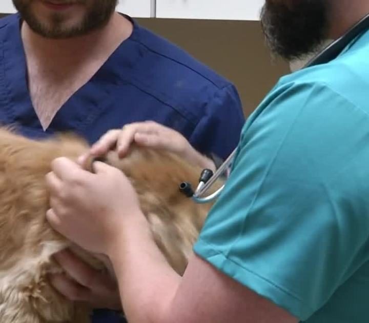 Covering Colorado Grain free dog food causing concerns Alasyn Zimmerman 5:44 PM, Jul 09, 2019 – KOAA.com Colorado Springs and Pueblo News