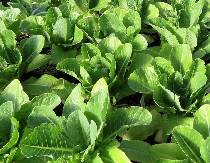 CRISPR conundrum: Strict European court ruling leaves food-testing labs without a plan – Nature.com