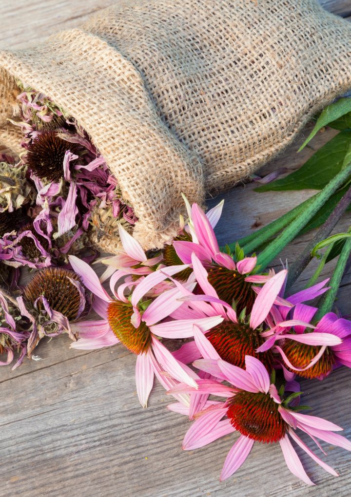 Echinacea May Be Worth Keeping In The Medicine Cabinet – Anti Aging News