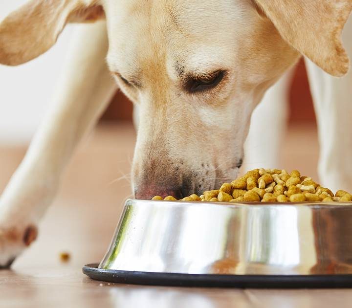 FDA names 16 brands of dog food linked to canine heart disease – NBCNews.com