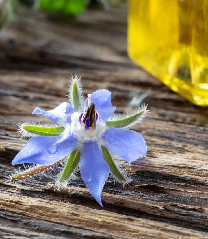 Herbs for joint pain: 6 best types for arthritis – Medical News Today