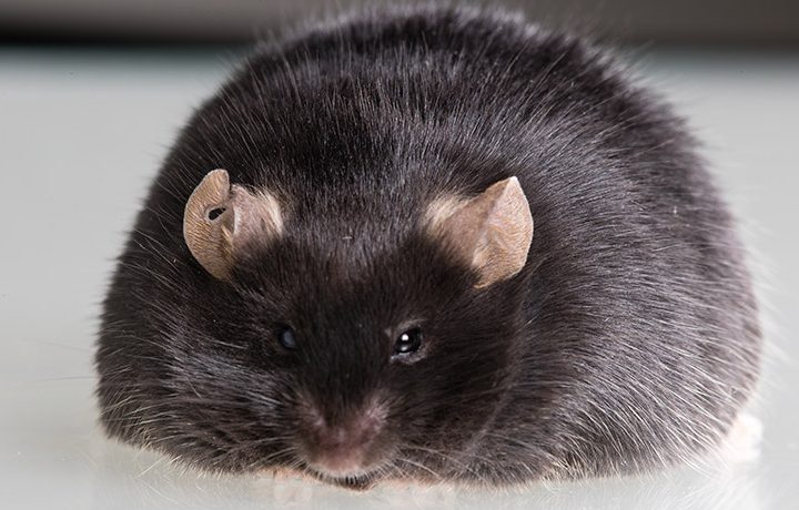 High fat diet removes brain’s natural brake on overeating – Science News for Students