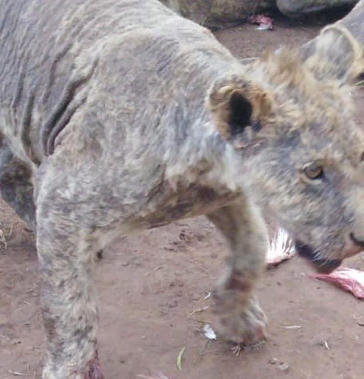 Lions and tigers suffer painful deformities in industrial breeding schemes for traditional Chinese ‘medicine’ – The Independent