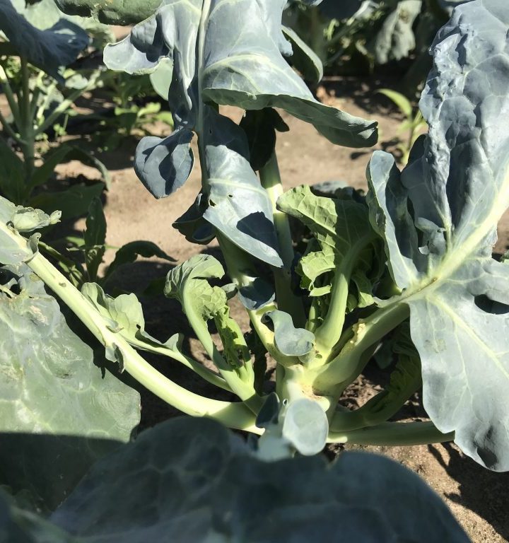 Natural plant odors may be an effective pest repellent for crops – Earth.com