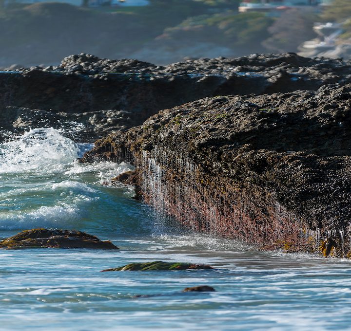 Pacific oysters recalled over Paralytic shellfish toxin fears – Food Safety News