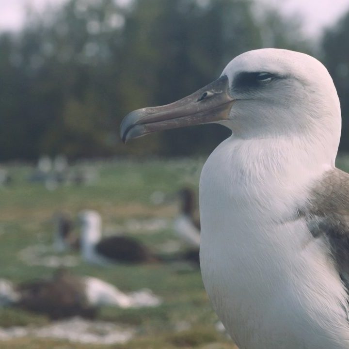 Plastic pollution makes seabirds smaller, sicker – KSAT San Antonio