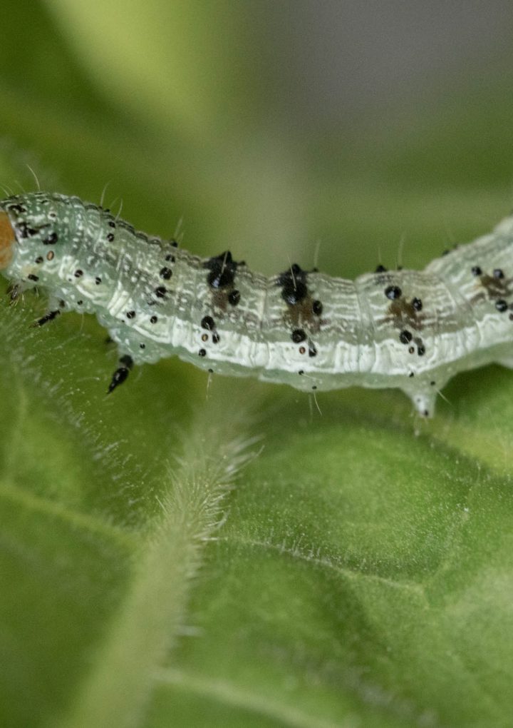 Research: Plants defend against insects by inducing ‘leaky-gut syndrome’ – AGDAILY