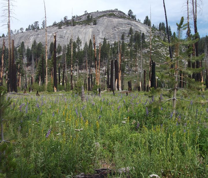 Restoring Natural Fire Regimes Can Yield More Water Downstream – Eos