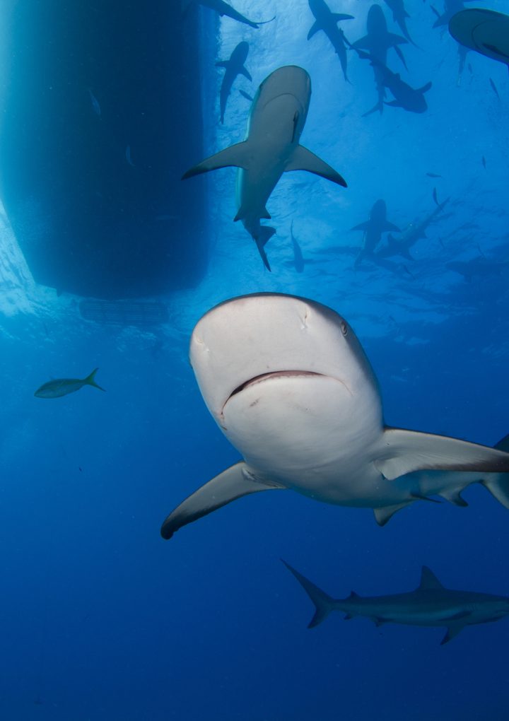 Sharks are threatened by fishing boats in their natural hunting zones – Earth.com