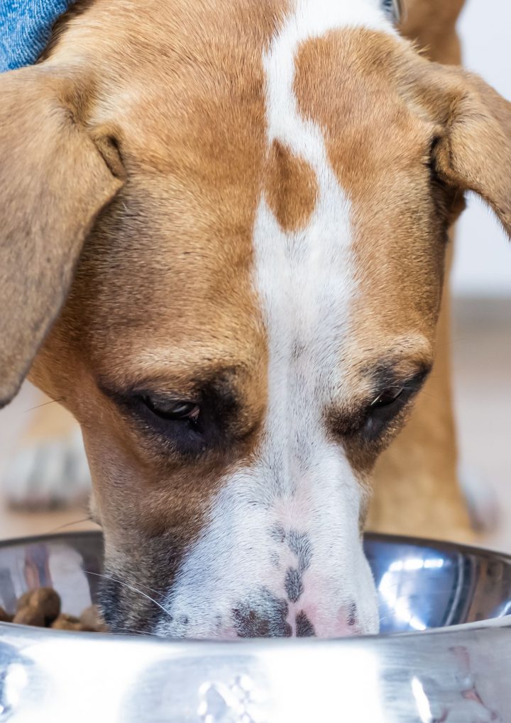 The FDA Has Linked 16 Popular Dog Food Brands to Canine Heart Disease – Mental Floss