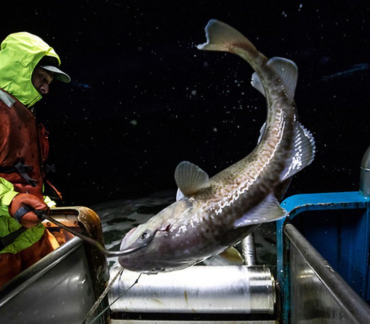 Tracing Purina’s Beyond Alaskan Cod Recipe Pet Food to Source – PEOPLE.com