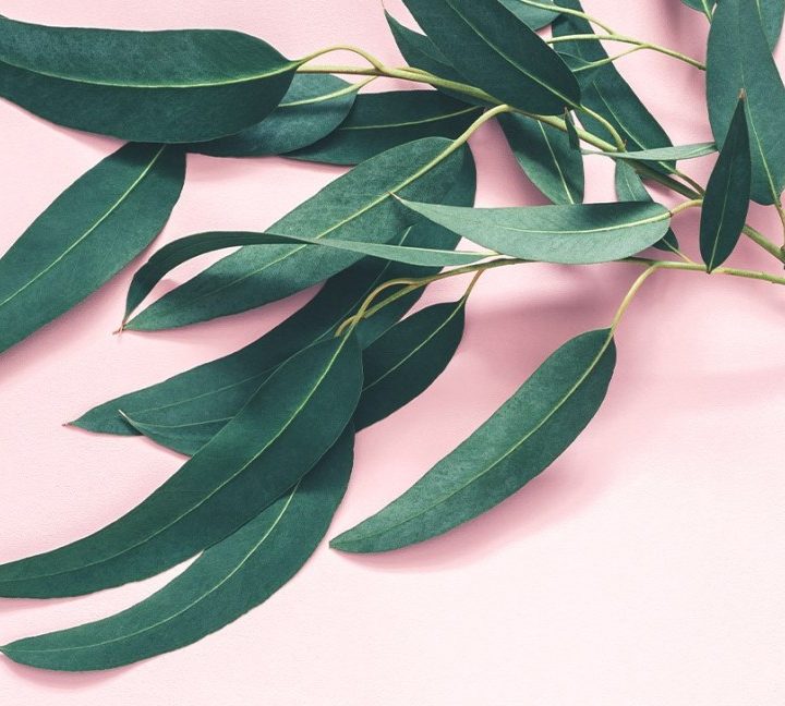 7 Impressive Benefits of Eucalyptus Leaves – Healthline