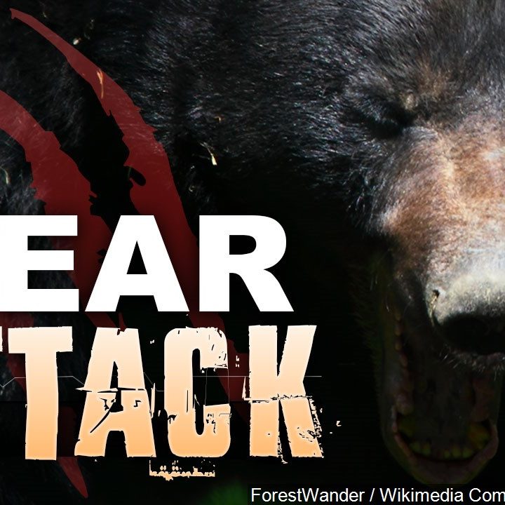 Bear euthanized for attacking a Colorado restaurant manager – KKTV 11 News