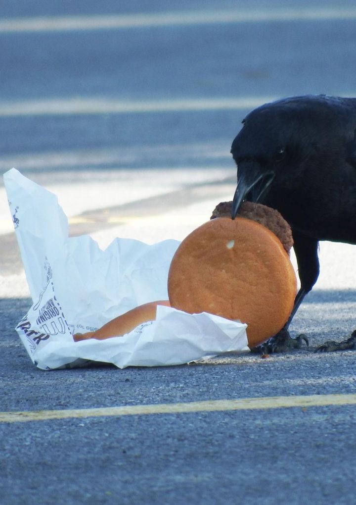 Crows love cheeseburgers. And now they’re getting high cholesterol. – National Geographic