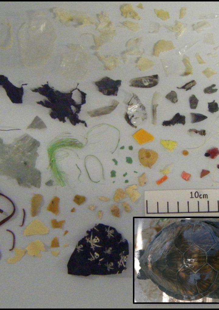 Green turtles more likely to eat plastic that looks like their natural food – BT.com