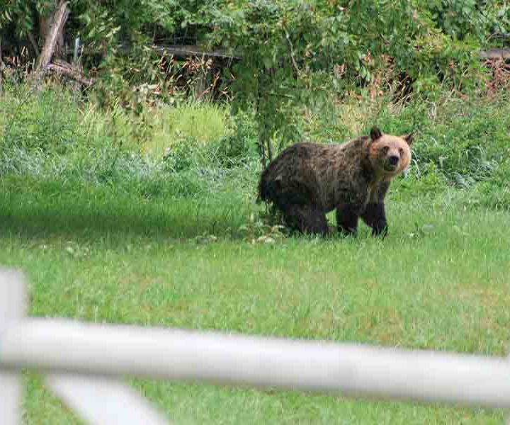Grizzly Bears Captured Near Kalispell, Whitefish – Flathead Beacon