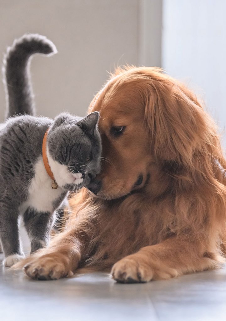 Healthy, Happy Pets = Happy Customers! – WholeFoods Magazine