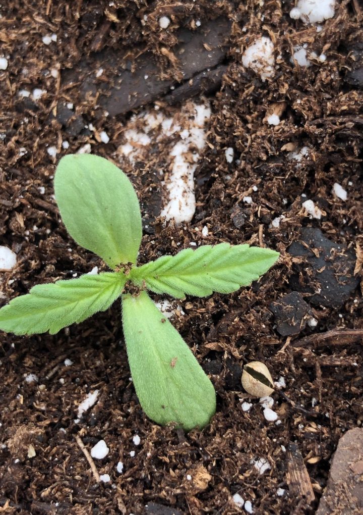 House of Nutrition and Hemp Rescue – Shepherd Express