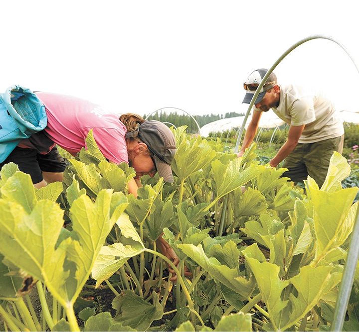 Inland Northwest growers explore Korean natural farming methods to restore soil health and boost plant yield – Pacific Northwest Inlander