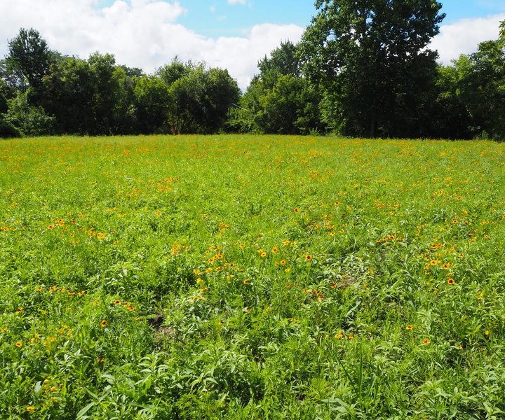 MSU to study impact of natural habitats on health of Detroit residents – Crain’s Detroit Business