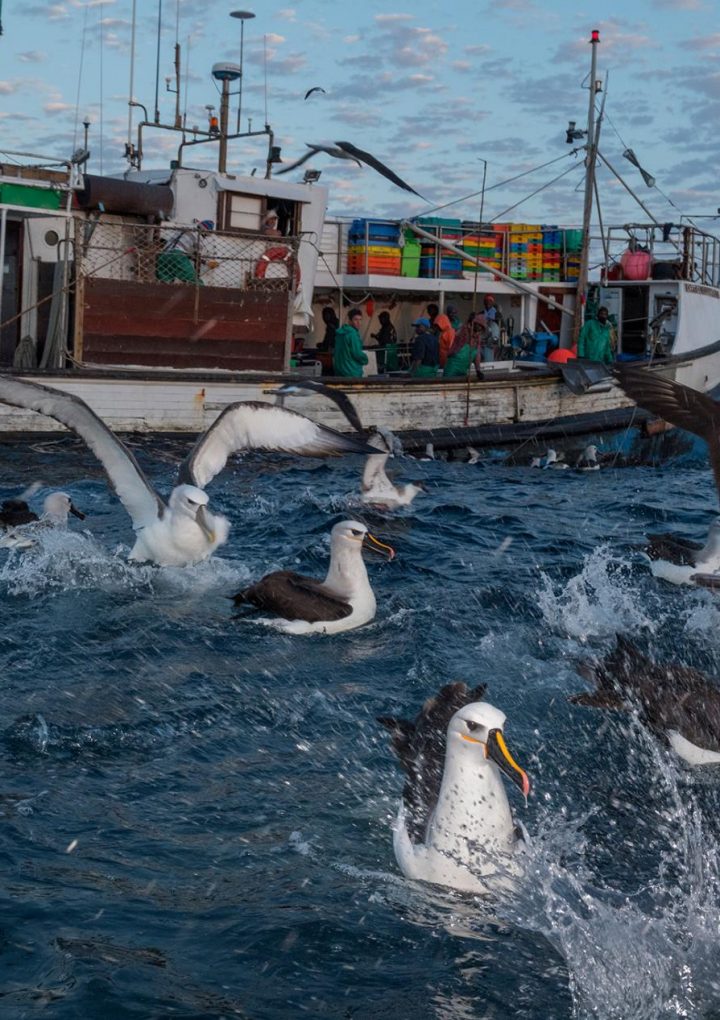 Seabirds that eat just a little plastic have major health problems – National Geographic