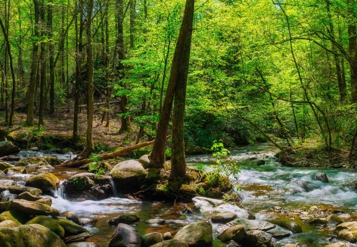 Speak the Name of Beauty – Common Dreams