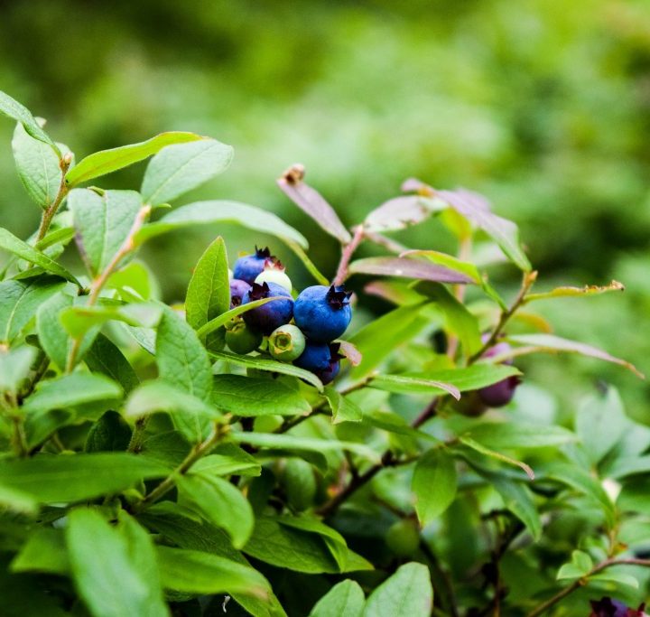 Study Finds Plant Antioxidant Can Aid Mitochondria and Ease Motor Problems – Parkinson’s News Today