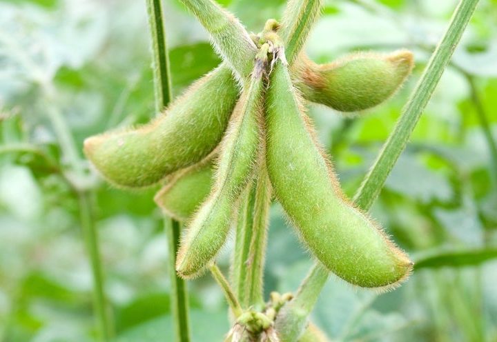 These Plants Can Replace Meat–but Will Doing So Help the Environment? – Scientific American